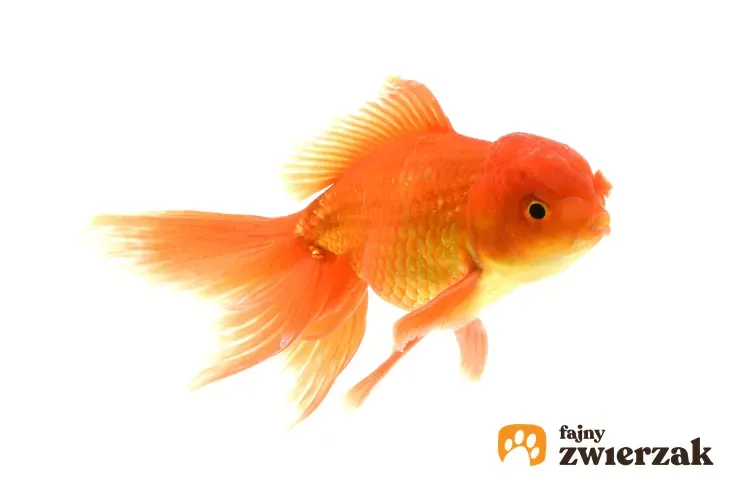 Zdjęcie Jakie rybki do kuli: idealne gatunki, które są łatwe w hodowli