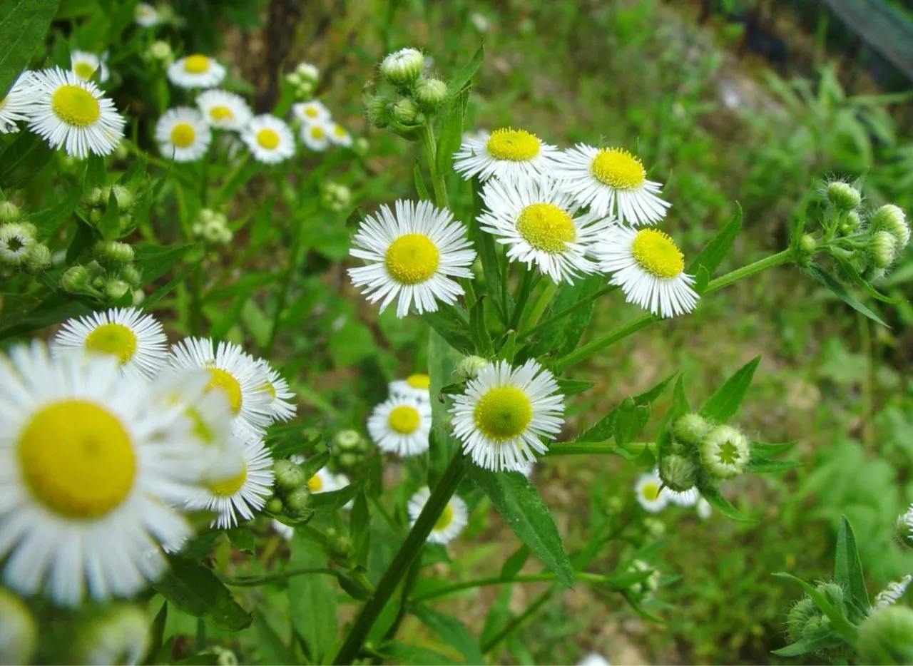 Zdjęcie Rumianek czy chwast? Jak odr&oacute;żnić i zwalczyć podobne rośliny