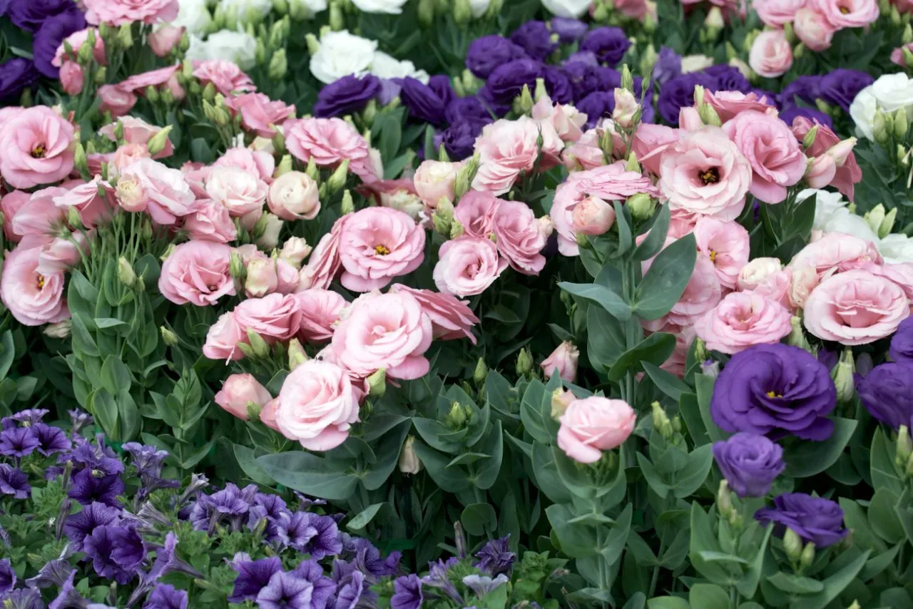 Zdjęcie Czy eustoma zimuje w gruncie? Sprawdź, co musisz wiedzieć!