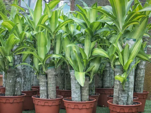 Zdjęcie Czy dracena może stać na balkonie? Kluczowe warunki dla zdrowia rośliny