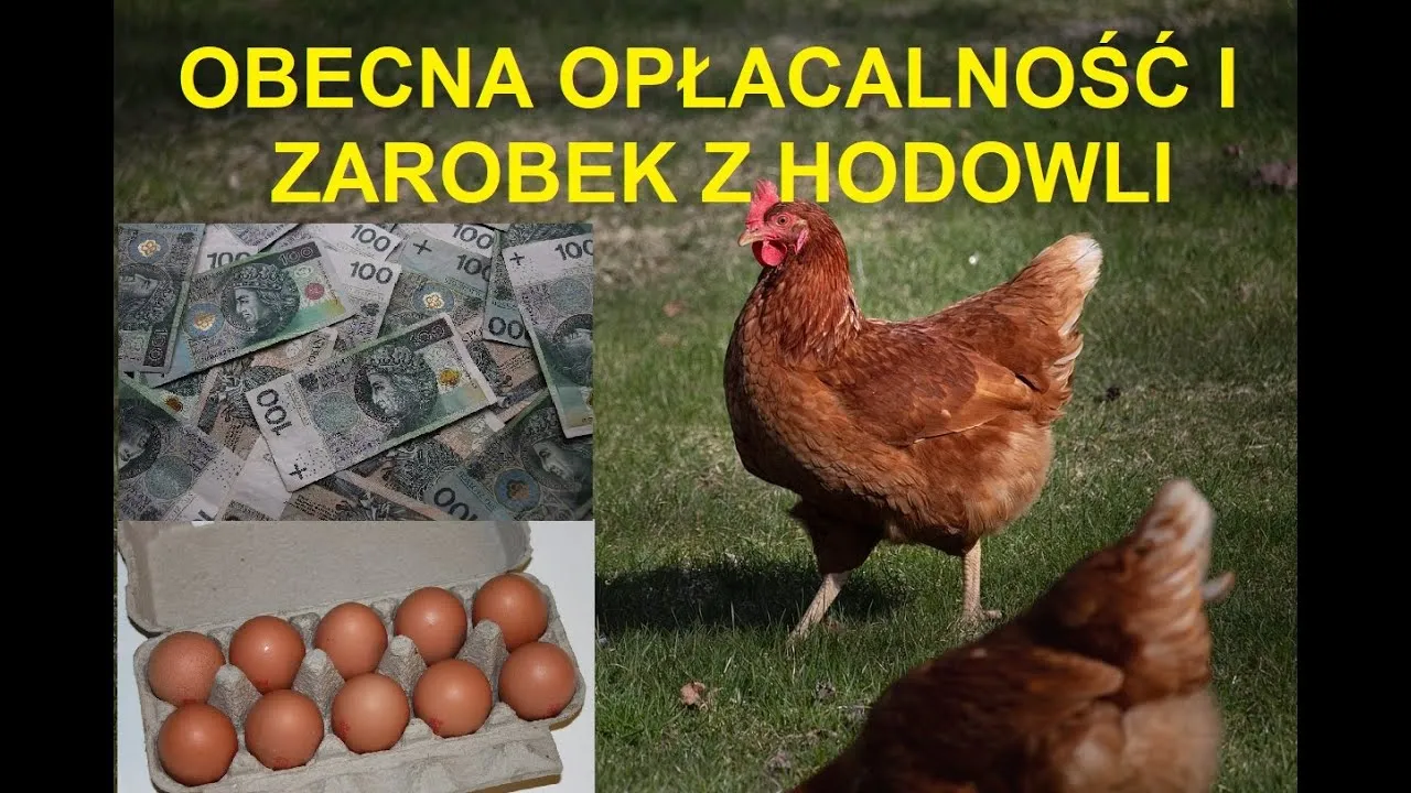 Zdjęcie Ile można zarobić na hodowli psów? Poznaj realia biznesu