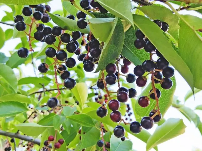 Zdjęcie Jak zrobić sok z czeremchy - prosty przepis na zdrowy napój domowy
