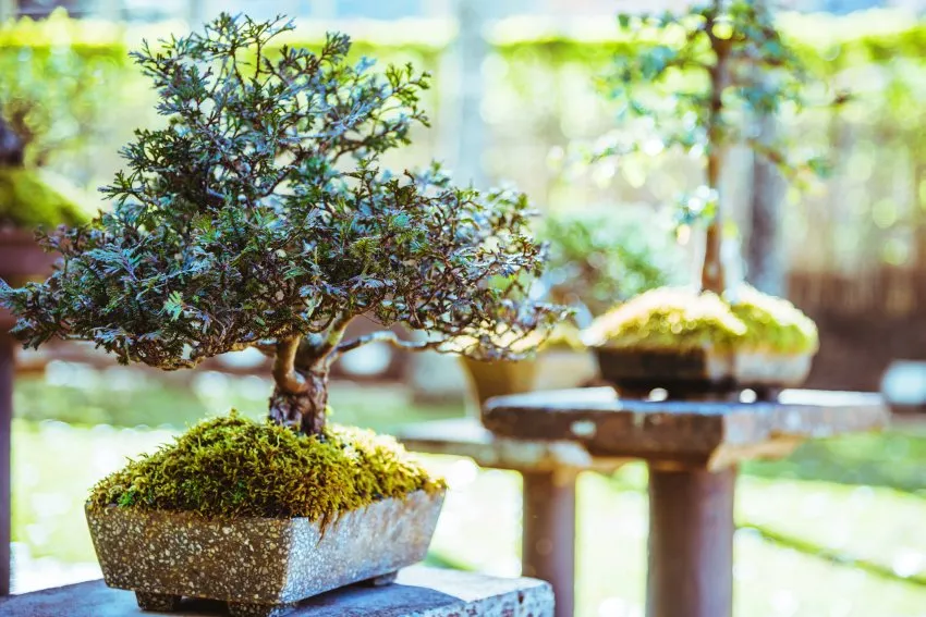 Zdjęcie Jak przycinać tuje na bonsai, aby uniknąć błędów i uzyskać piękno