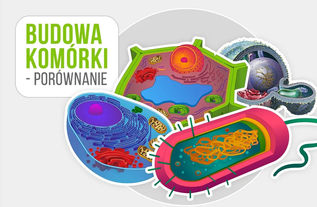 Zdjęcie Jak wygląda komórka roślinna? Poznaj jej niezwykłą budowę i funkcje