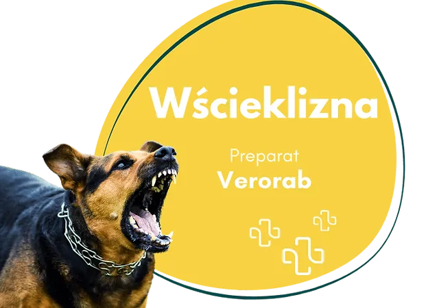 Zdjęcie Skutki uboczne szczepienia na wściekliznę: co musisz wiedzieć?