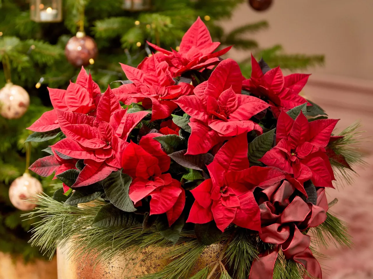 Zdjęcie Gwiazda Betlejemska: Toksyczna czy bezpieczna? Fakty i mity