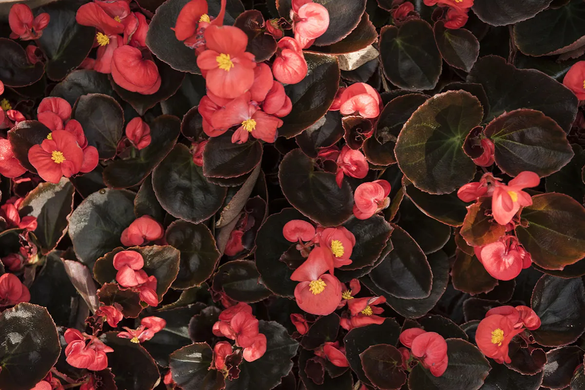 Zdjęcie Jaki nawóz do begonii wybrać, aby zapewnić im zdrowy wzrost?