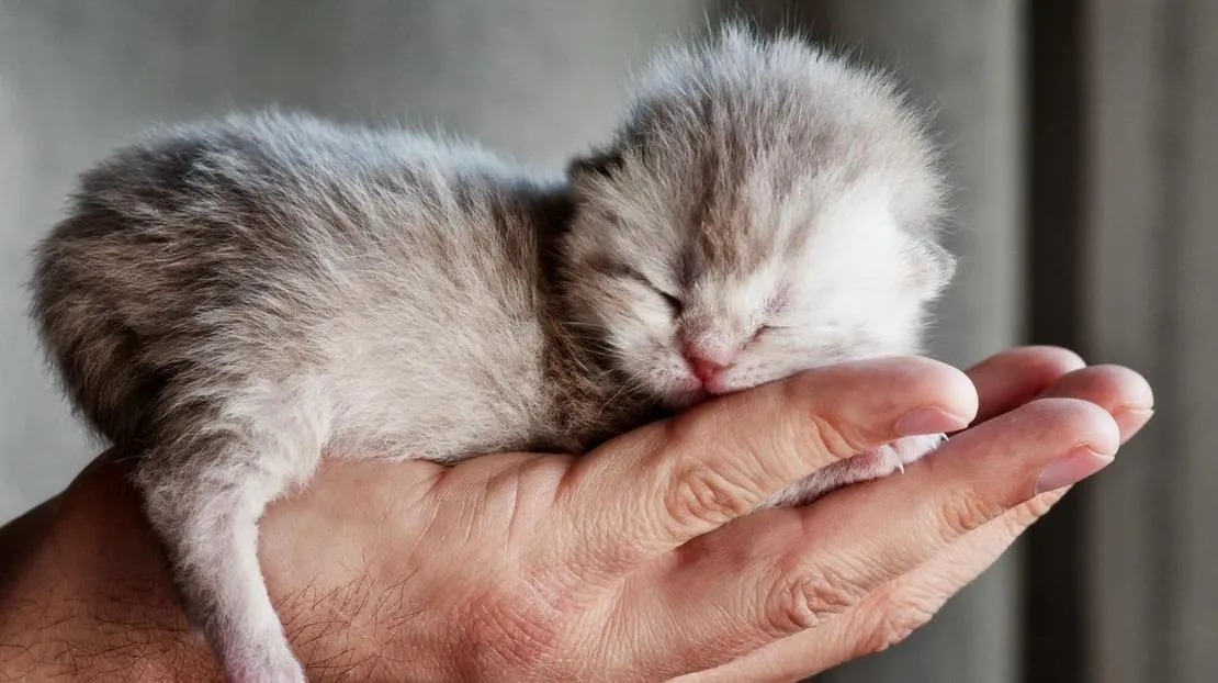 Zdjęcie Ile spia małe kotki? Zaskakujące fakty o ich śnie i rozwoju