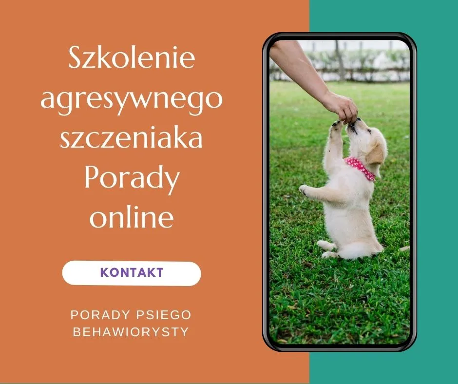 Zdjęcie Jak radzić sobie z agresywnym szczeniakiem - praktyczne porady i strategie