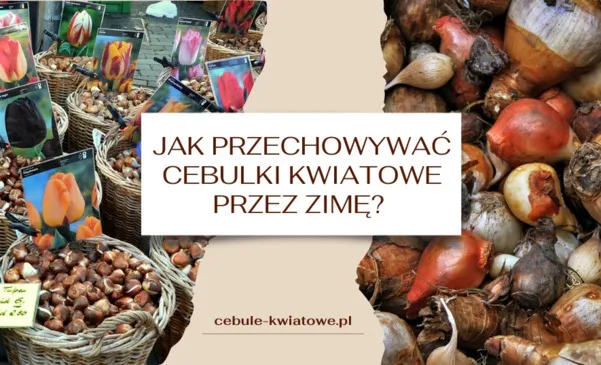 Zdjęcie Jak przechowywać cebulki kwiatowe: 5 zasad na zdrowe kwiaty wiosną