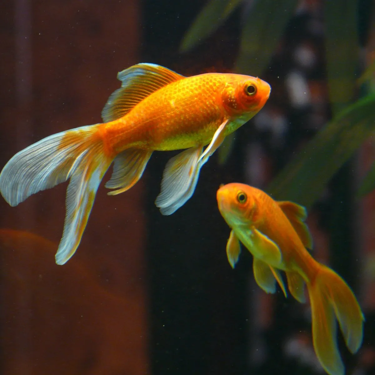 Zdjęcie Wie alt wird ein Goldfisch im Teich? So verlängern Sie seine Lebensdauer