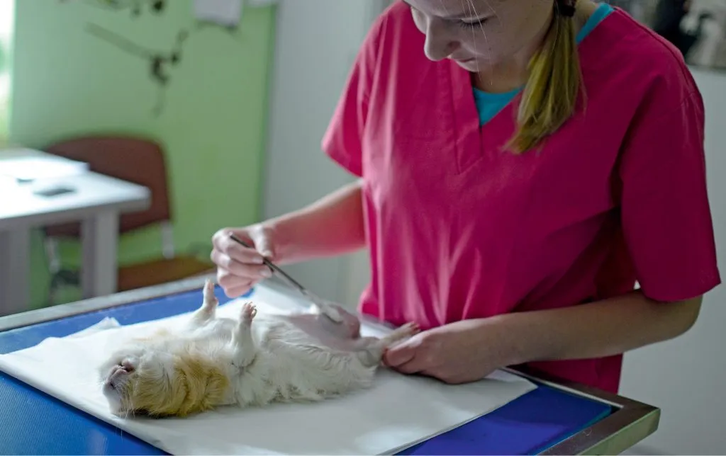 Zdjęcie Czym zajmuje się weterynarz? Poznaj jego kluczowe obowiązki i rolę