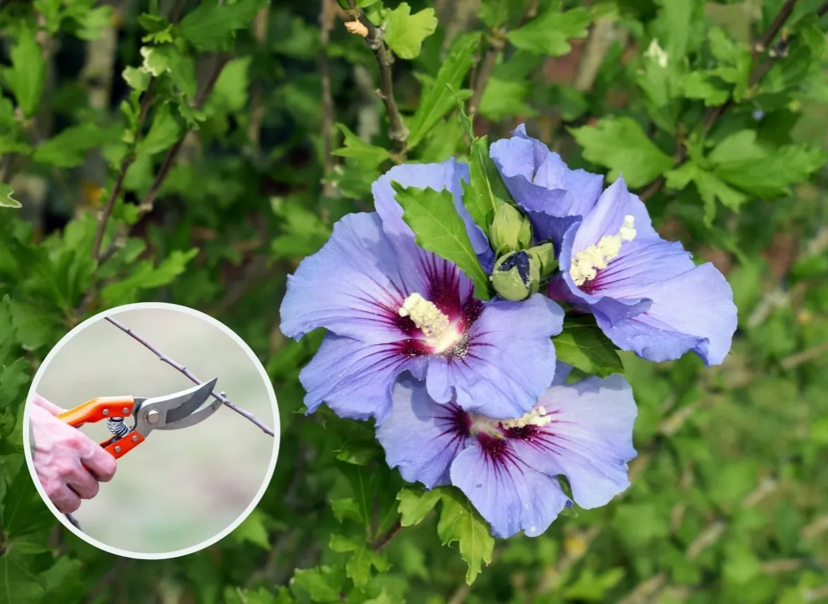 Zdjęcie Dlaczego hibiskus ogrodowy nie kwitnie? Oto najczęstsze przyczyny