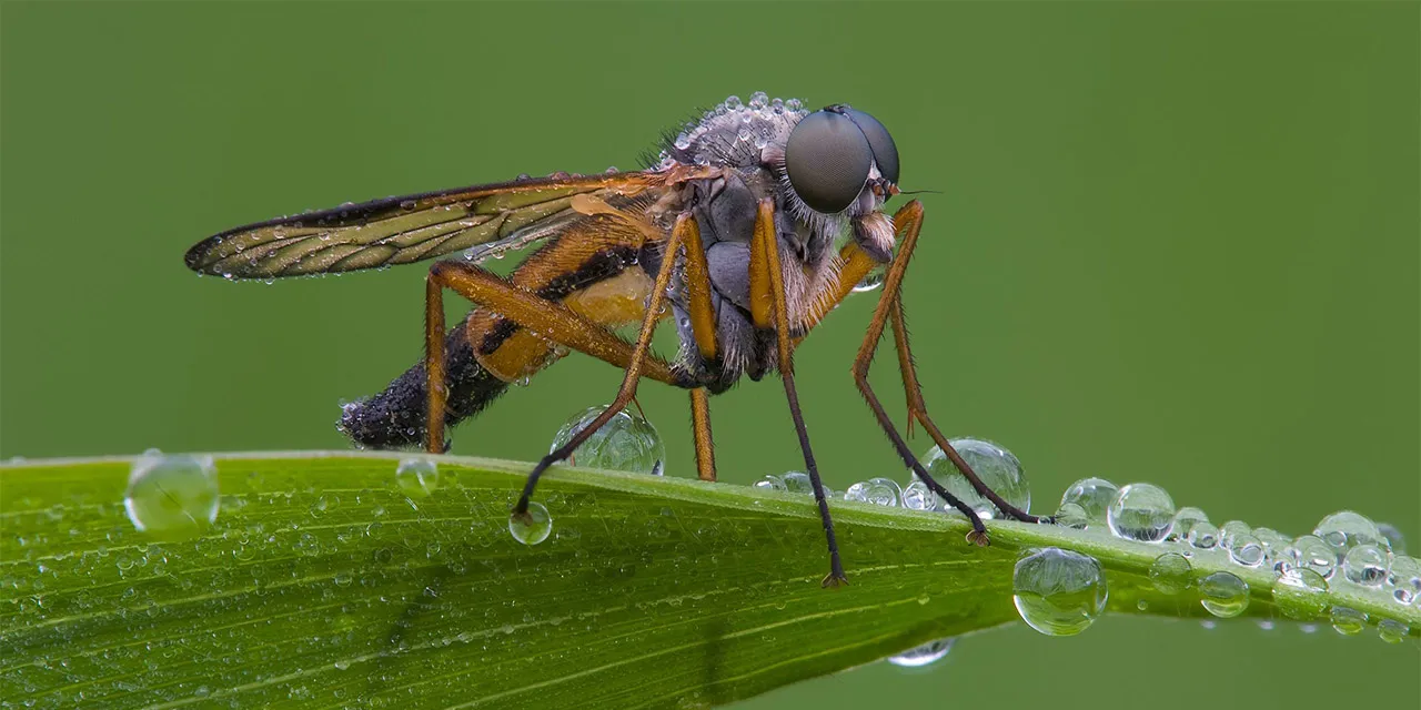 Zdjęcie Makrofotografia M42: Budżetowy sprzęt i profesjonalne efekty