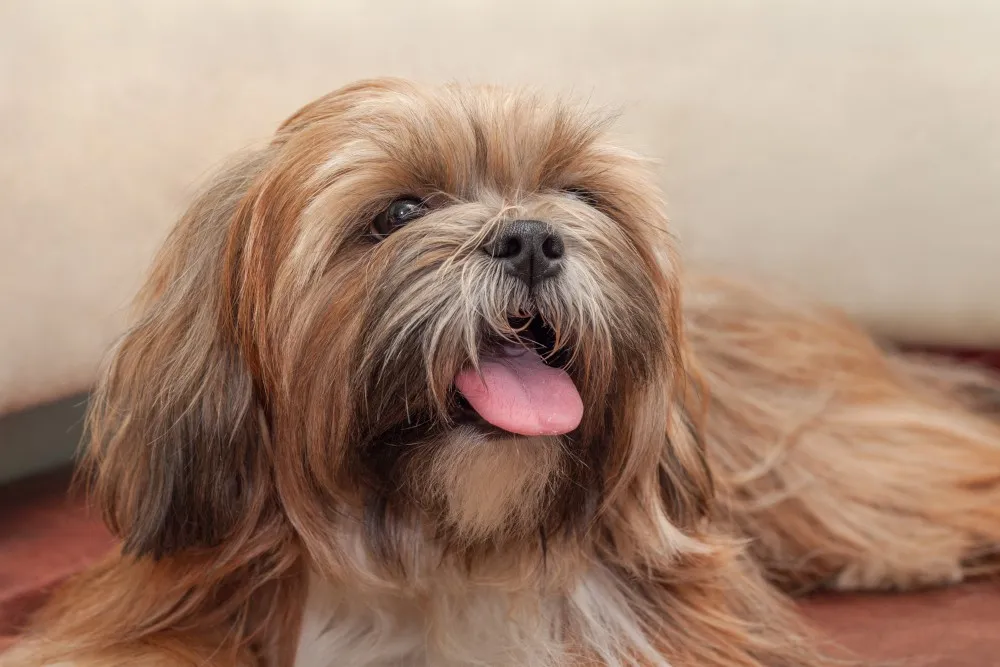 Zdjęcie Shih Tzu sierść czy włosy - poznaj różnice i pielęgnację tej rasy