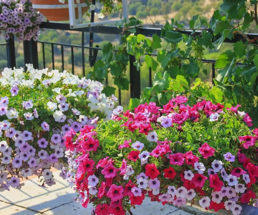 Zdjęcie Jakie kwiaty na balkon w sierpniu, które przetrwają upały i zachwycą?
