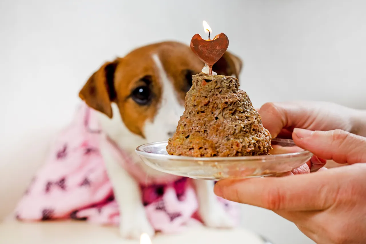 Zdjęcie Jak zrobić tort dla psa - zdrowe przepisy, które twój pies pokocha