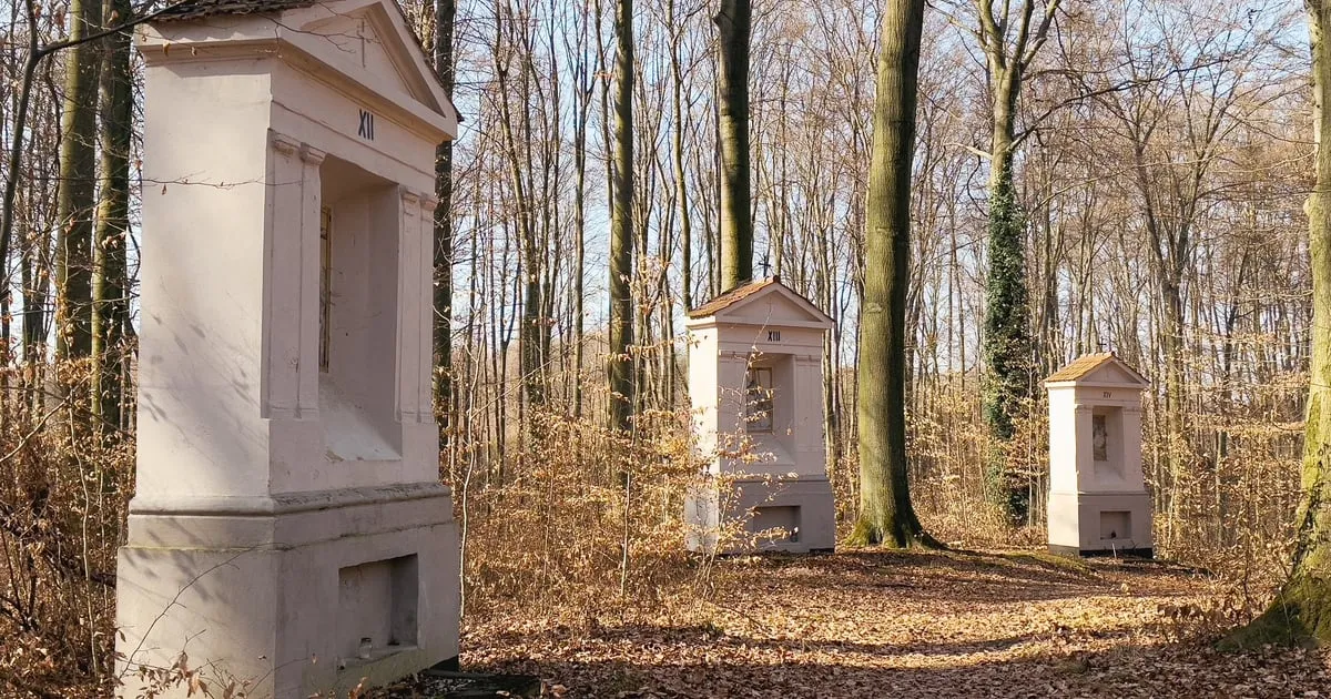 Zdjęcie Tajemnice drogi w lesie: rozwiązania krzyżówek i rozważania