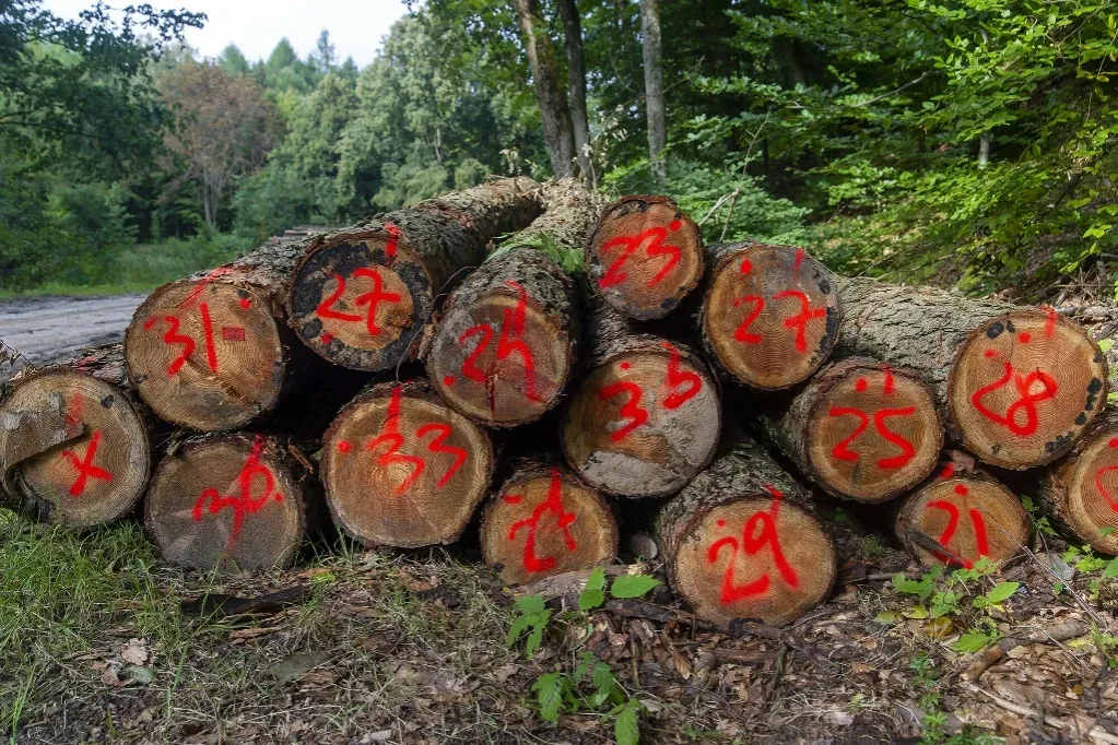 Zdjęcie Jak oznacza się drzewa do wycinki? Zobacz, jakie oznaczenia są używane