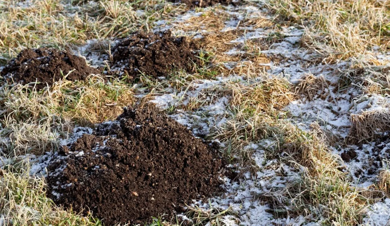 Zdjęcie Jak pozbyć się kreta z ogrodu: 8 skutecznych metod i porad