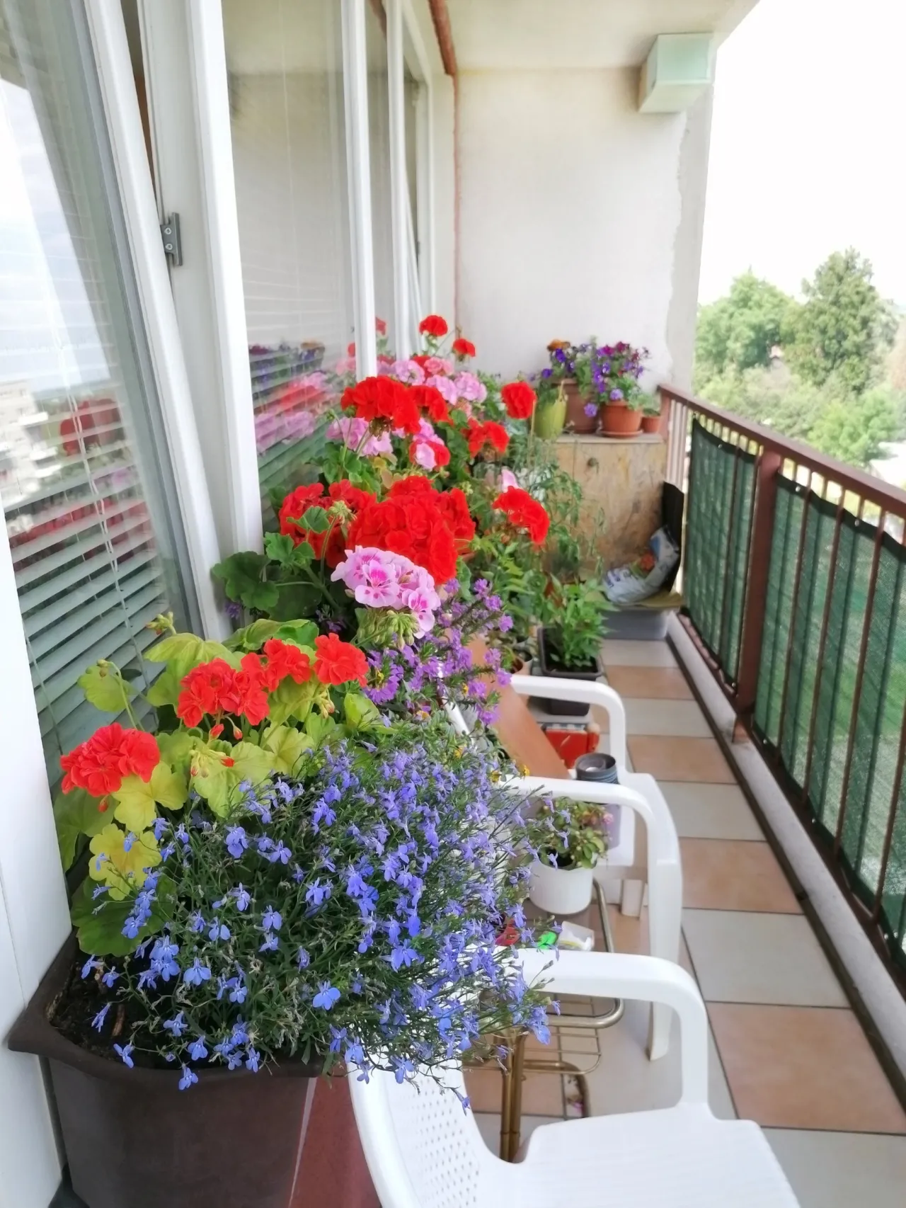 Zdjęcie Do kiedy pelargonie na balkonie? Kluczowe wskazówki, by ich nie stracić