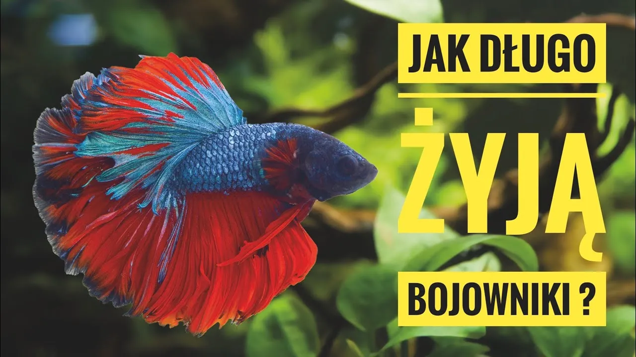 Zdjęcie Ile żyją rybki bojowniki? Odkryj sekrety ich długowieczności