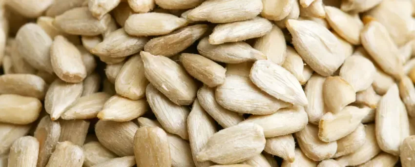 Zdjęcie Czy pies może jeść pestki słonecznika? Bezpieczeństwo i zagrożenia