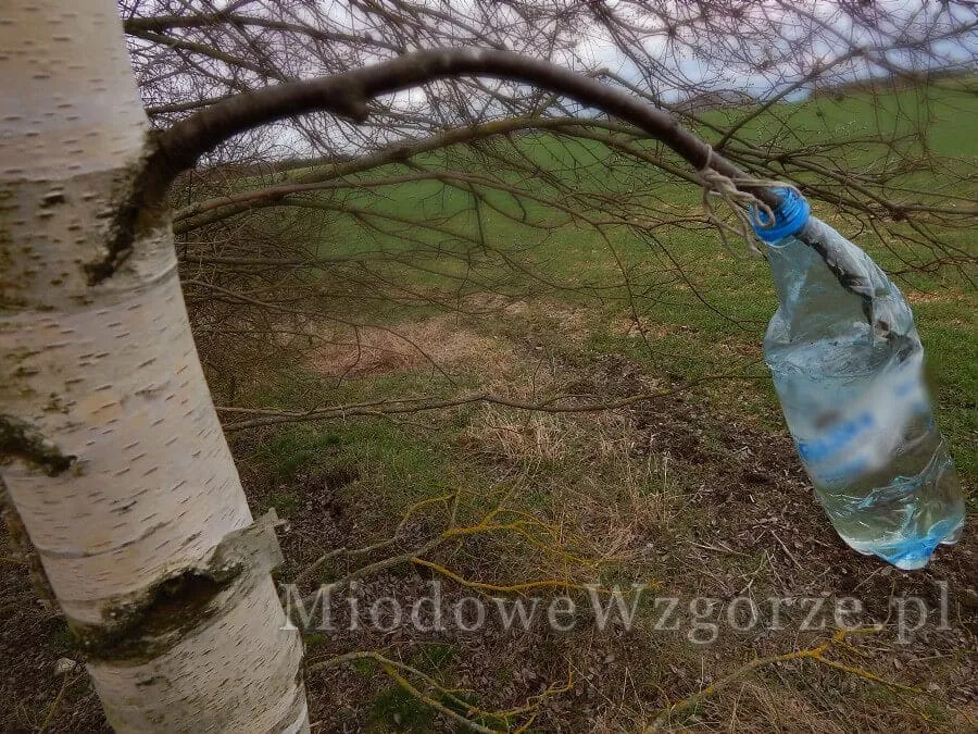 Zdjęcie Kiedy zbierać sok z brzozy? Sprawdź najlepszy czas i uniknij błędów!