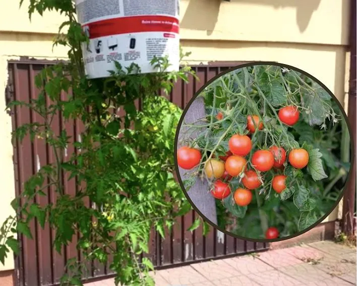 Zdjęcie Jak sadzimy pomidory - proste sposoby na udane plony w ogrodzie