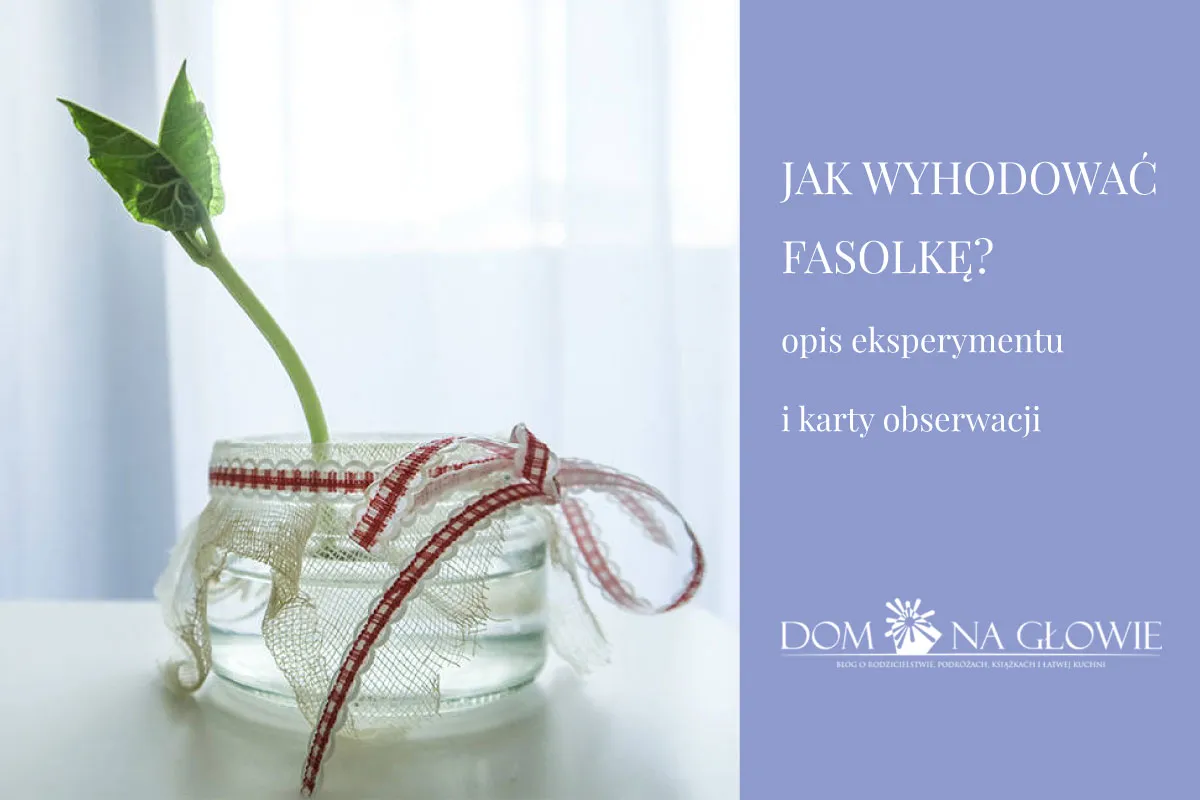 Zdjęcie Jak posadzić fasolkę: najważniejsze kroki i błędy do uniknięcia
