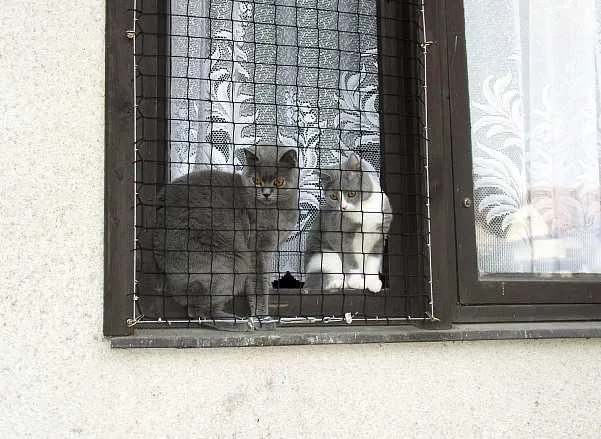 Zdjęcie Jak vyrobit síť do okna pro kočky: 7 prostych kroków DIY