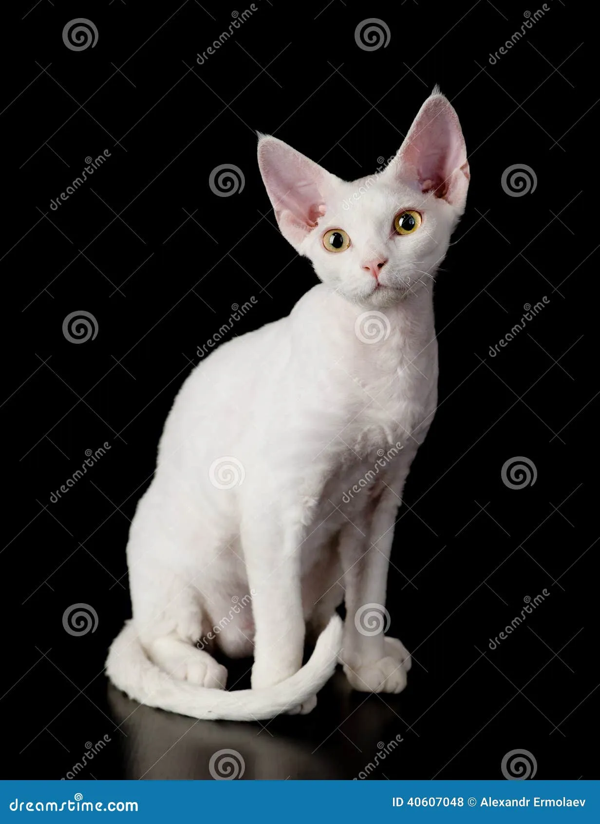 Zdjęcie Białe koty Devon Rex - piękne, wyjątkowe i łatwe w pielęgnacji