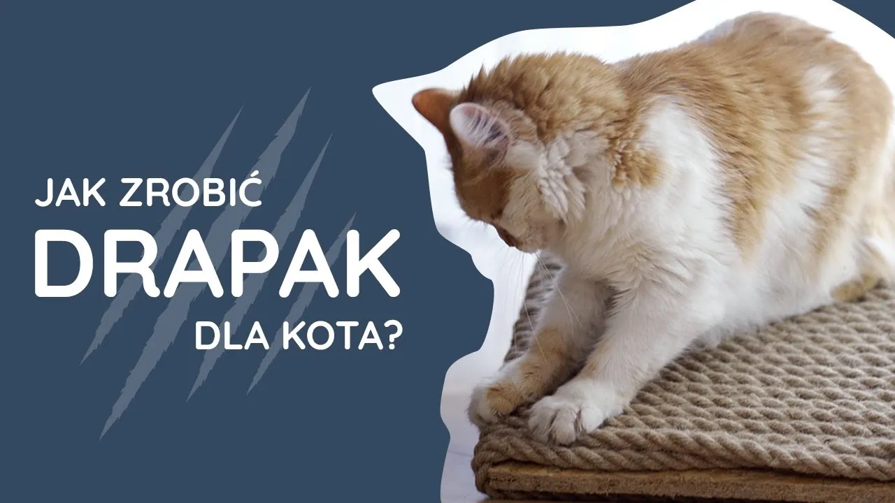Zdjęcie Jak zrobić drapak dla kota na YouTube - proste wideo instrukcje