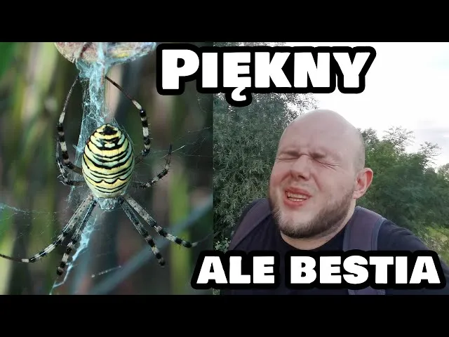 Zdjęcie Pająk który wygląda jak osa - co warto wiedzieć o tygrzyku paskowanym