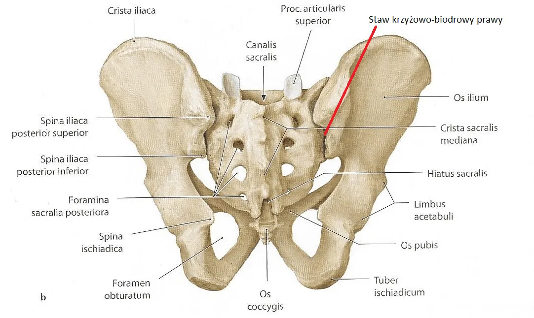 Zdjęcie Objawy bólu stawu krzyżowo-biodrowego, które musisz znać. Skuteczne sposoby leczenia