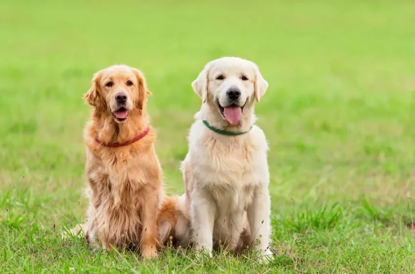 Zdjęcie Czy golden retriever jest agresywny? Odkryj prawdę o tej rasie