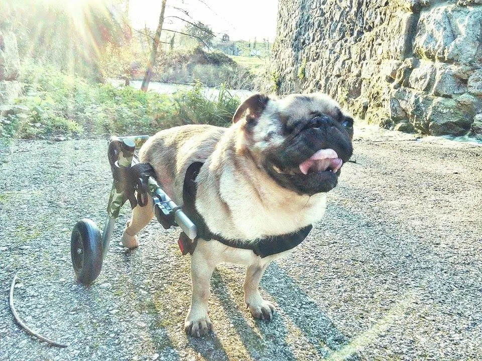 Zdjęcie ¿A mi perro le tiemblan las patas traseras? Causas y soluciones efectivas