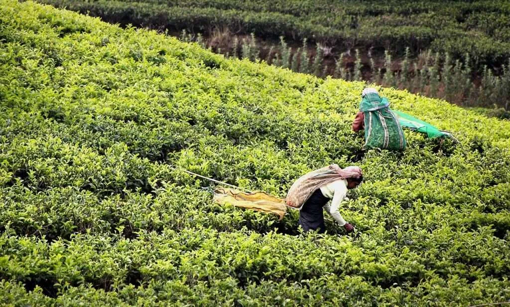 Zdjęcie Sri Lanka kiedy jechać - uniknij tłumów i ciesz się słońcem