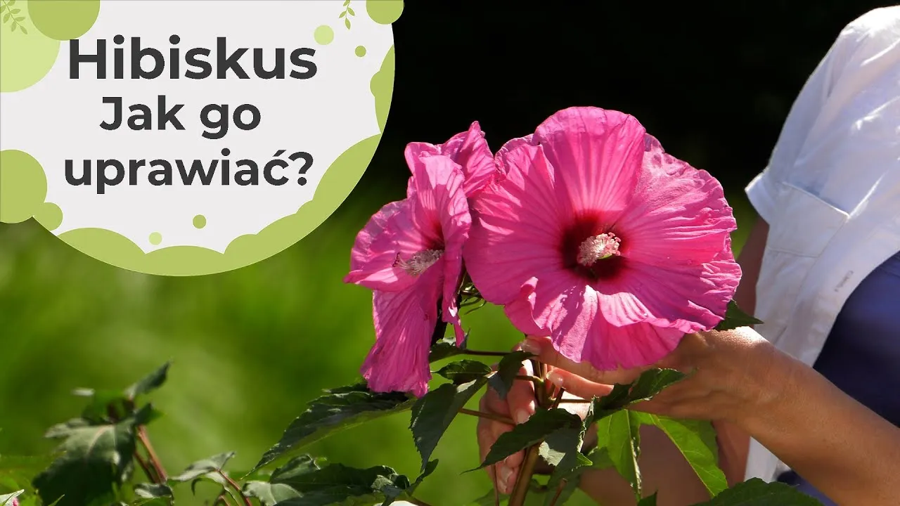 Zdjęcie Jak uprawiać hibiskusa: proste sposoby na zdrowe kwiaty i bujny wzrost