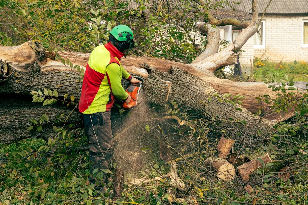Zdjęcie Pozwolenie na wycinkę drzew: ile ważne? Terminy i kary