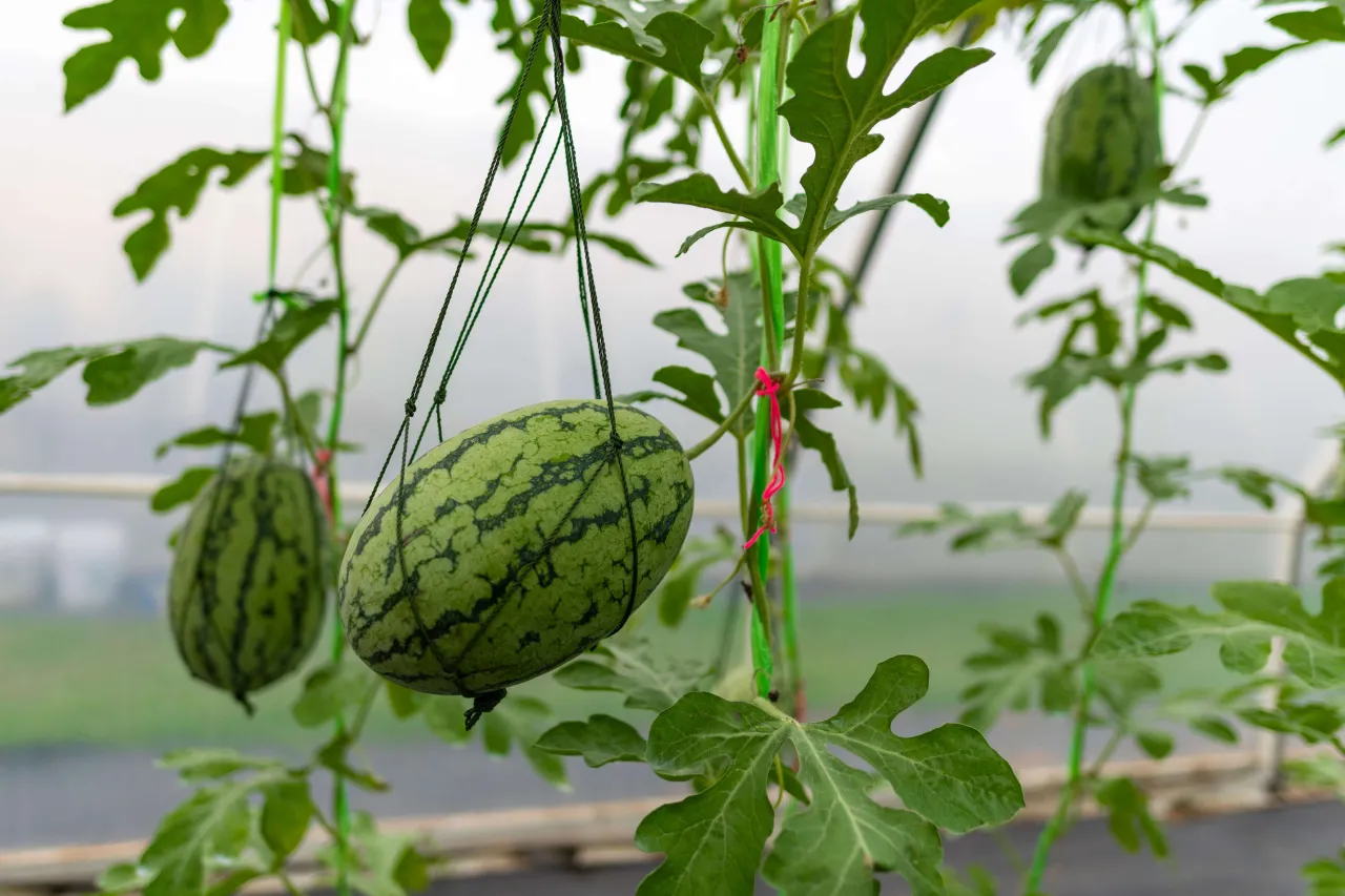 Zdjęcie Jak uprawiać arbuzy w gruncie - proste kroki do sukcesu w ogrodzie