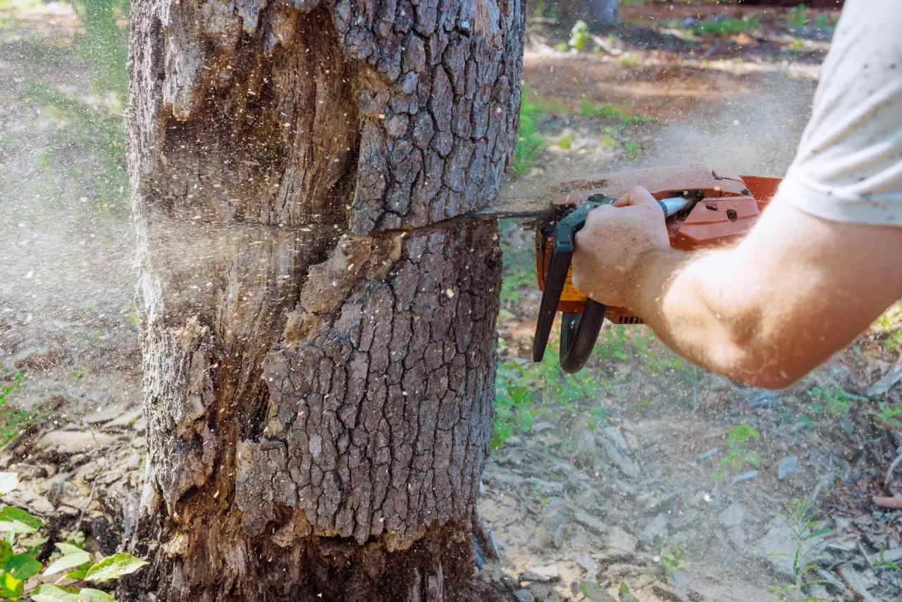 Zdjęcie Wycinka drzew 2026: Zmiany, milcząca zgoda i nowe zasady