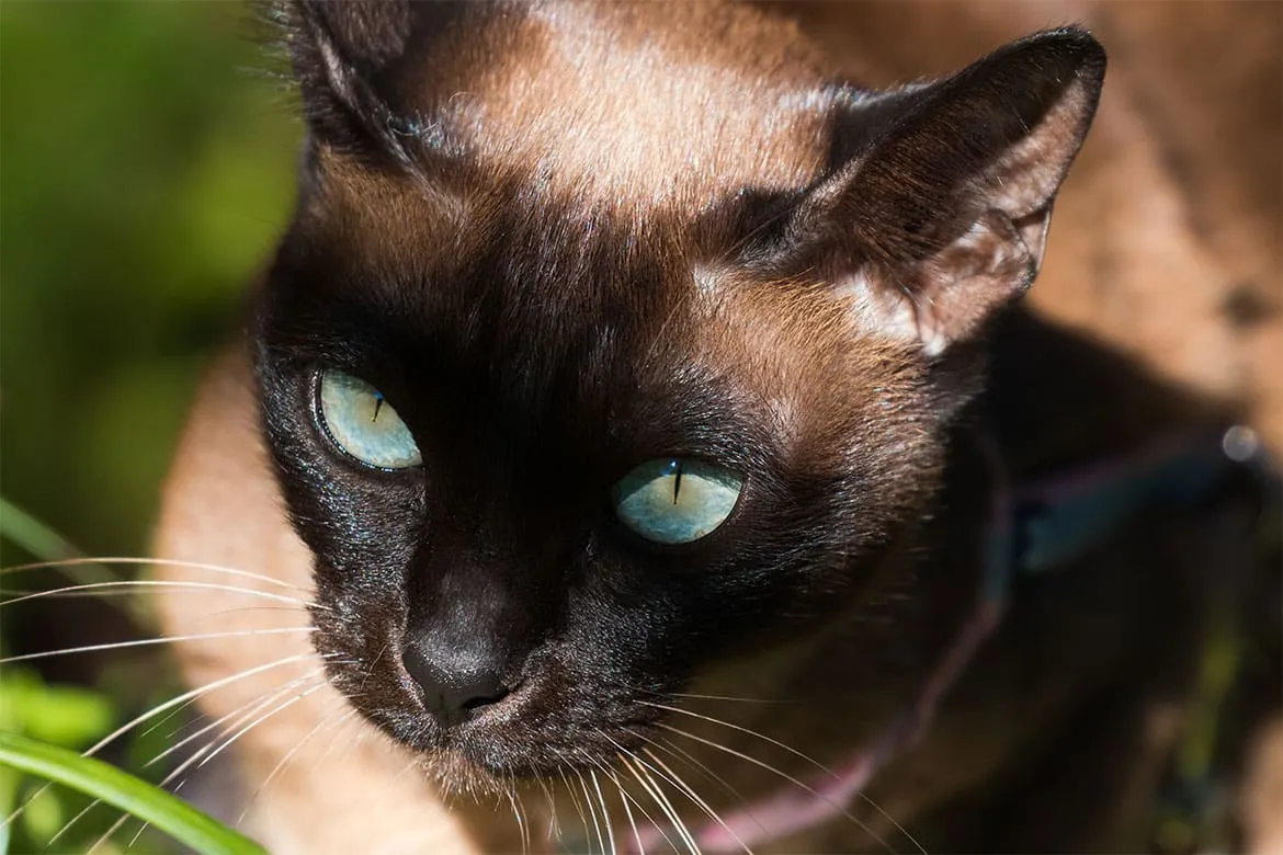 Zdjęcie Ceny kotów tonkijskich w Polsce – co wpływa na ich koszt?