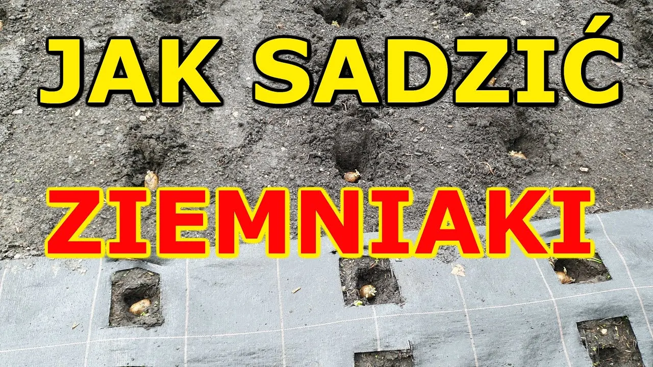 Zdjęcie Jak uprawiać ziemniaki skutecznie i unikać najczęstszych błędów