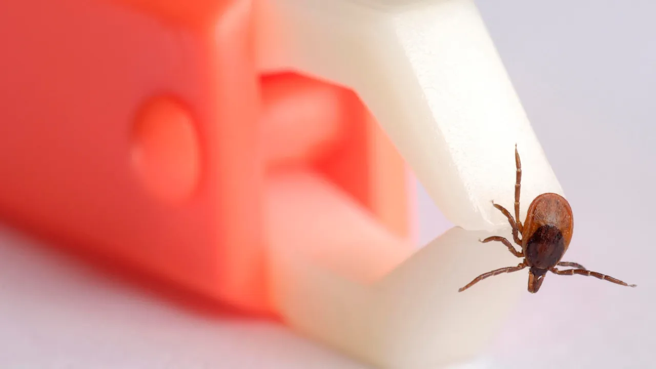 Zdjęcie Was passiert, wenn man Zecken nicht entfernt? Gesundheitsrisiken verstehen