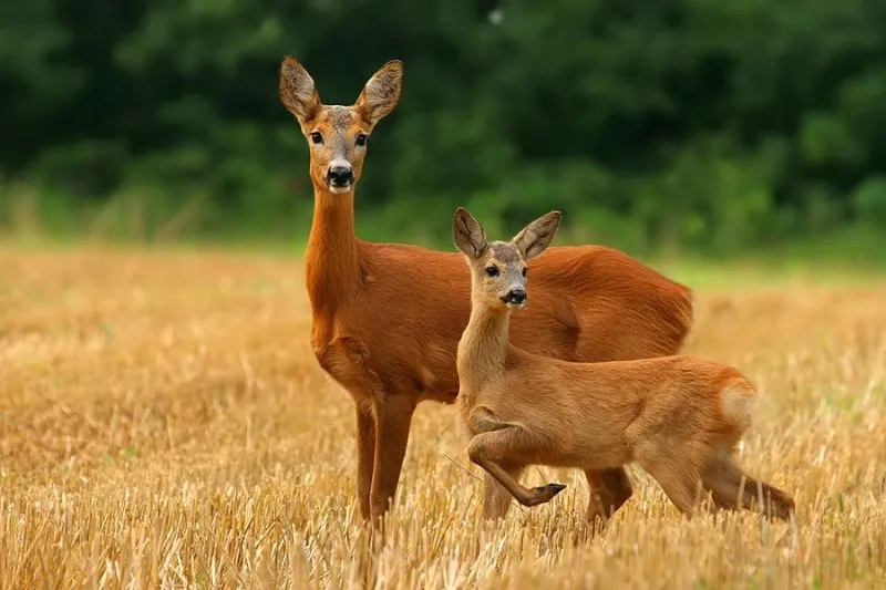 Zdjęcie Czym się sarna żywi? Odkryj, co je w różnych porach roku