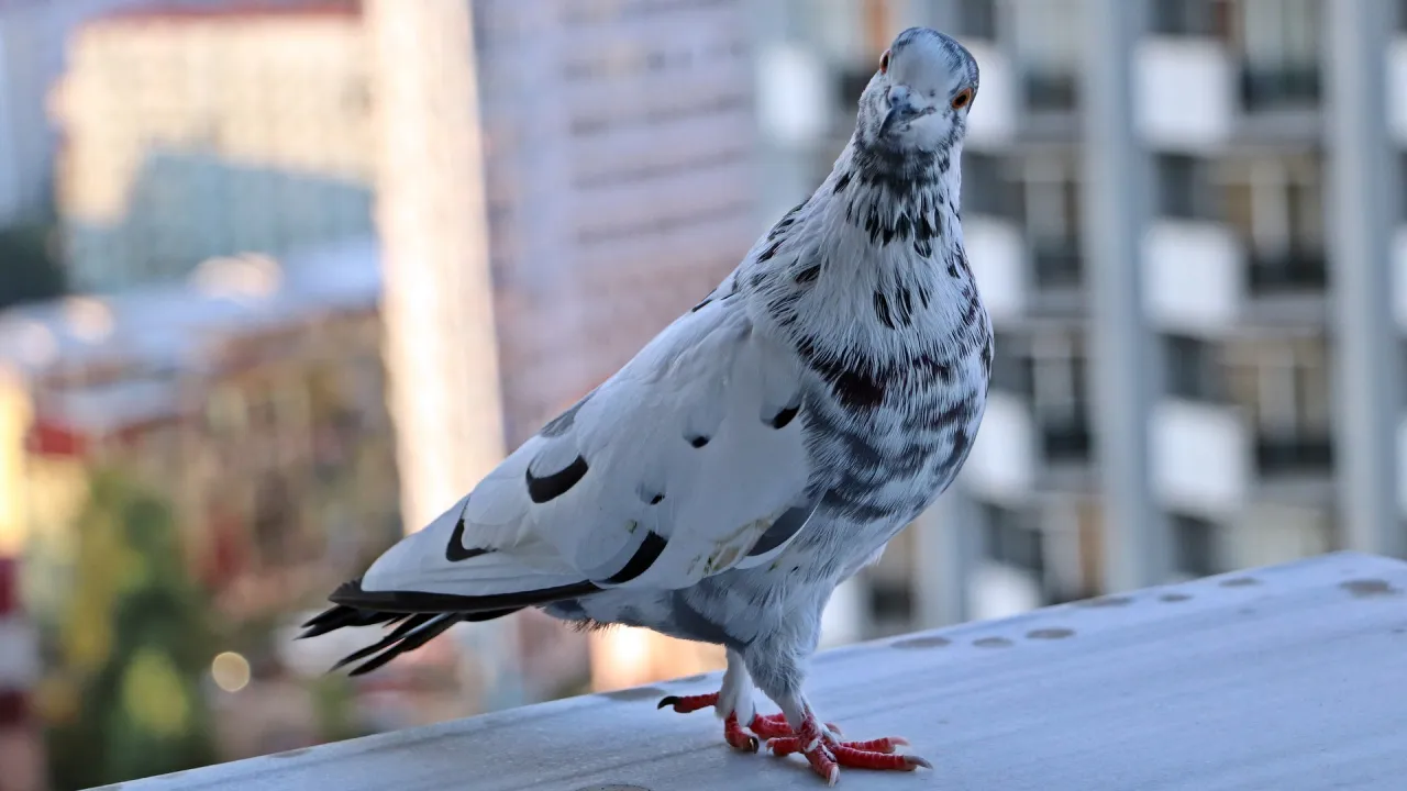 Zdjęcie Jak wytresować gołębia pocztowego – skuteczne techniki i porady