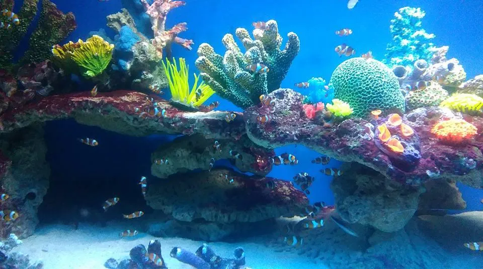 Zdjęcie Oceanarium w Międzyzdrojach - opinie gości o wartościach i cenach