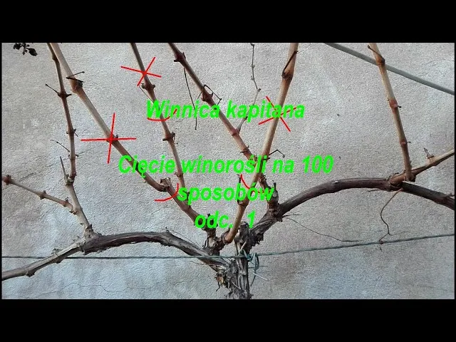 Zdjęcie Przycinanie winogron: Jak ciąć dla zdrowia i plon&oacute;w?