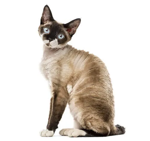 Zdjęcie Rasy kotów Devon Rex - fascynująca historia i pielęgnacja tej rasy